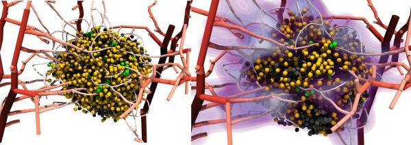 biodynamo_tumors